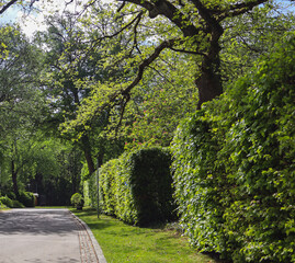 Beautiful green park pathway lined with lush bushes and tall trees under a sunny sky, perfect for walking, relaxing, enjoying nature, outdoor leisure, fresh air, and peaceful moments 