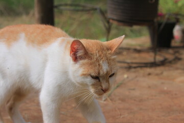 Close-up of a White and Ginger Cat with Green Eyes