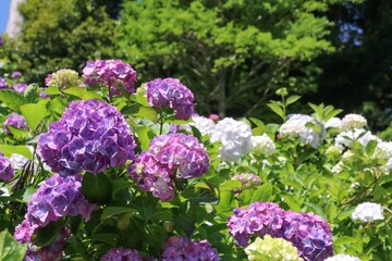 服部農園あじさい屋敷（千葉県茂原市）。約18,000㎡の山の斜面に250品種・10,000株以上の色とりどりの紫陽花が咲き乱れる。