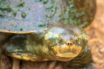Closeup of a yellow face turtle n a billabong, Townsville, Australia
