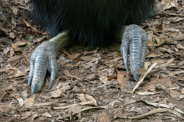 Closeup of the powerful and dangerous feet and claws of a southern cassowary (Casuarius casuarius) in a reserve in Townsville, Queensland, Australia