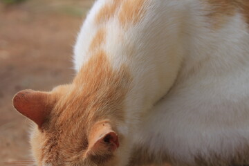 Close-up of a White and Ginger Cat with Green Eyes