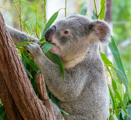 Obraz premium Koala (Phascolarctos cinereus) selectively munching on eucalyptus leaves, Queensland, Australia