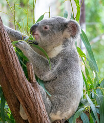 Selecting only the leaves from the tip of eucalyptus tree, a Koala bear feeds in the forests of Australia