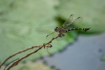 Closeup of a dragonfly in a billabong in nQueensland, Australia
