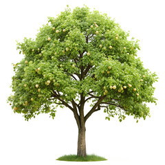Obraz premium pear tree isolated on white background