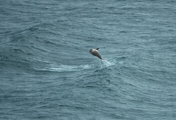 A bottlenose dolphin jumping on the waters of Cleveland bay, Townsville, Queensland, Australia