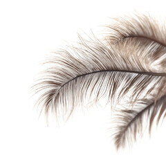 Obraz premium Delicate Feather Plumes in Soft Hues A Study in Texture and Light