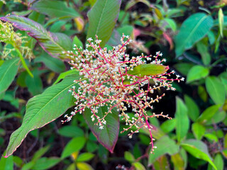 Flower in the forest