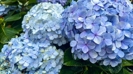 Light blue hydrangea flowers aesthetic background. Hortensia flowering plant. Hydrangea macrophylla in bloom.