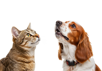 Cat and dog looking up isolated on transparent background