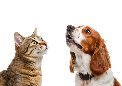 Cat and dog looking up isolated on transparent background