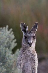Portrait of an Eastern grey Kangaroo