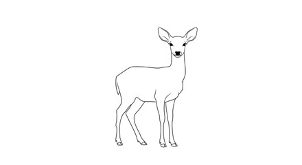 deer isolated on white background