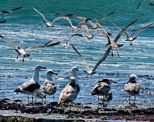 Seagulls at 4 mile beach, Santa Cruz, California