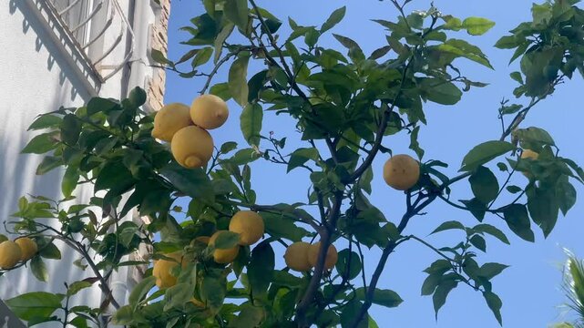 Beautiful lemon trees brimming with golden fruit bask in the warm sunlight, slow motion