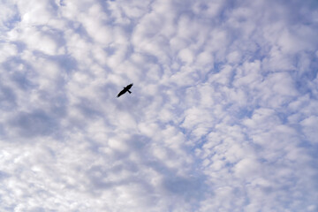 Obraz premium A Bird Soaring Through Cloudy Skies