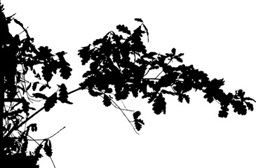Vector illustration of natural oak branch