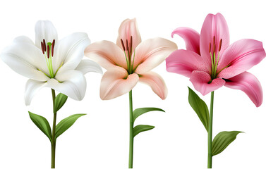 Fototapeta premium Three different realistic lily flowers, in pink and white colors, on a transparent background