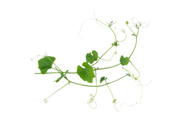 Green vines plant hanging a string isolated on white background. With copy space and clipping path.