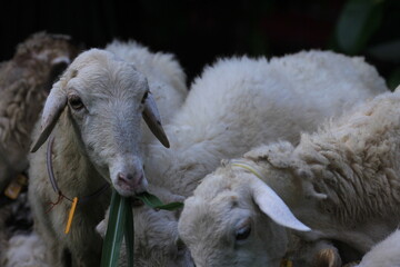 Sheep with Distinct Black and White Face Eating Grass