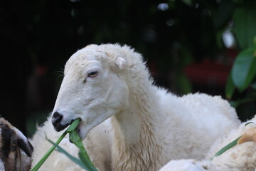 Fototapeta premium Sheep with Distinct Black and White Face Eating Grass