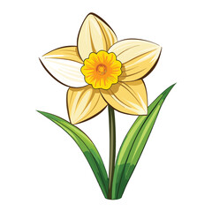 beautiful  daffodil flower on white background 