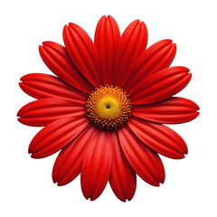 Red gerber daisy