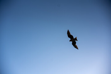 蒼穹を駆る、トビの雄姿