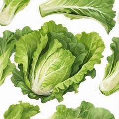 lettuce leave on a white background