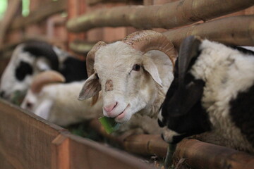 Majestic Sacrificial Ram for Eid al-Adha Celebration. Sheep in the sheepfold are waiting to eat. Domba Qurban idul adha