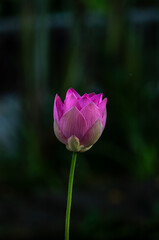 Obraz premium Macro Closeup of a Magenta and Pink Water Lily at Night.