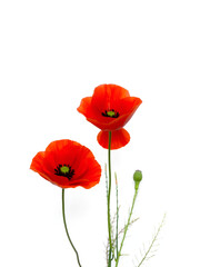 Naklejka premium Two red poppies flowers growing isolated on white background.