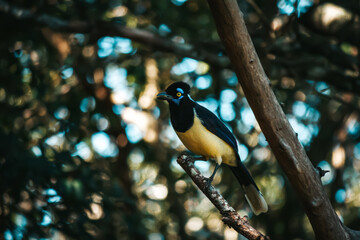 Magpie, black bird with beige and cyan details