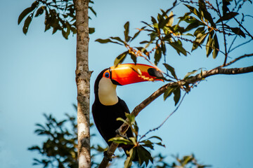 Beautiful toucan perched on the tree