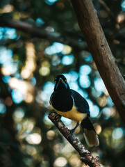 Magpie, black bird with beige and cyan details