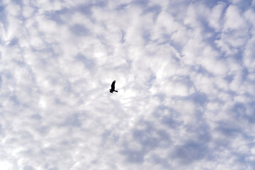 Single Bird Silhouetted Against a Sky Filled with Fluffy Clouds
