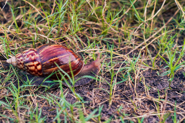 Snail On Grass And Soil