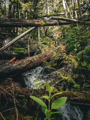 Waterfalls from Inland Rainforest Near Revelstoke, British Columbia, Canada