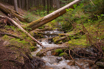 Waterfalls from Inland Rainforest Near Revelstoke, British Columbia, Canada