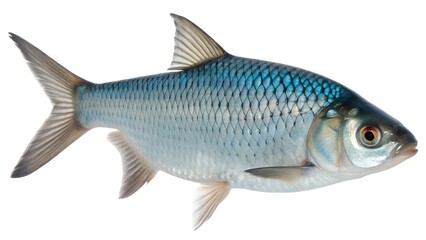 bluehead chub fish isolated on white background