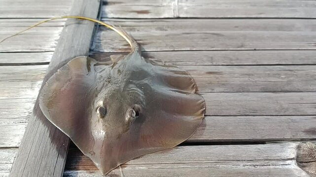 A small stingray was caught by a fisherman