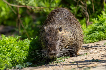 Ein Nutria in der Frontale an Land vor grüner Vegetation