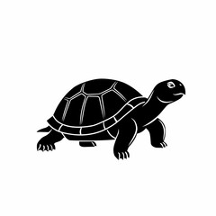turtle isolated on white background