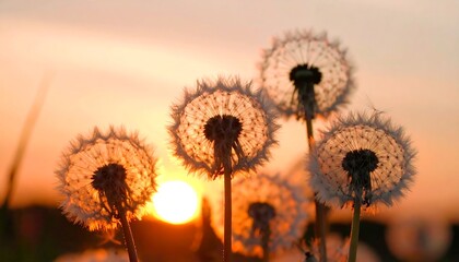 Dandelions at sunset (2)