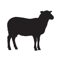 Silhouette of a sheep standing Silhouette white background. 