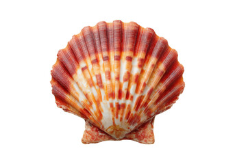 Obraz premium Stunning red and orange scallop shell isolated on black