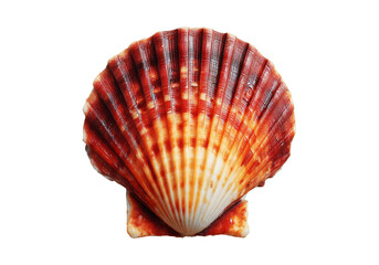 Red and white scallop shell on black background ocean seashell