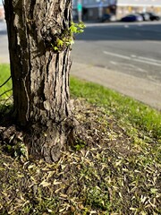 Spring in full bloom