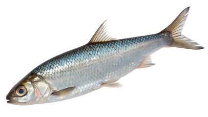 Obraz premium Realistic High-Resolution Cisco Fish Isolated and in Natural Lake Setting
